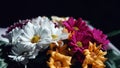 Various ÃÂhrysanthemums flowers on black background. ÃÂ¡opy space. Bouquet of colorful flowers Royalty Free Stock Photo